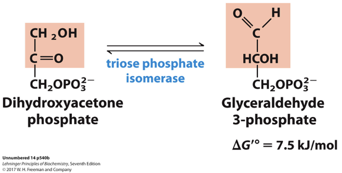 <p>refers to the conversion of dihydroxyacetone phosphate (DHAP) to glyceraldehyde-3-phosphate (G3P) and vice versa, catalyzed by the enzyme triose phosphate isomerase. This step ensures that both triose phosphates can proceed through the glycolytic pathway. is catalyzed by the enzyme aldolase, resulting in the formation of two three-carbon molecules: glyceraldehyde-3-phosphate and dihydroxyacetone phosphate. This reaction is crucial for the continuation of glycolysis. </p>