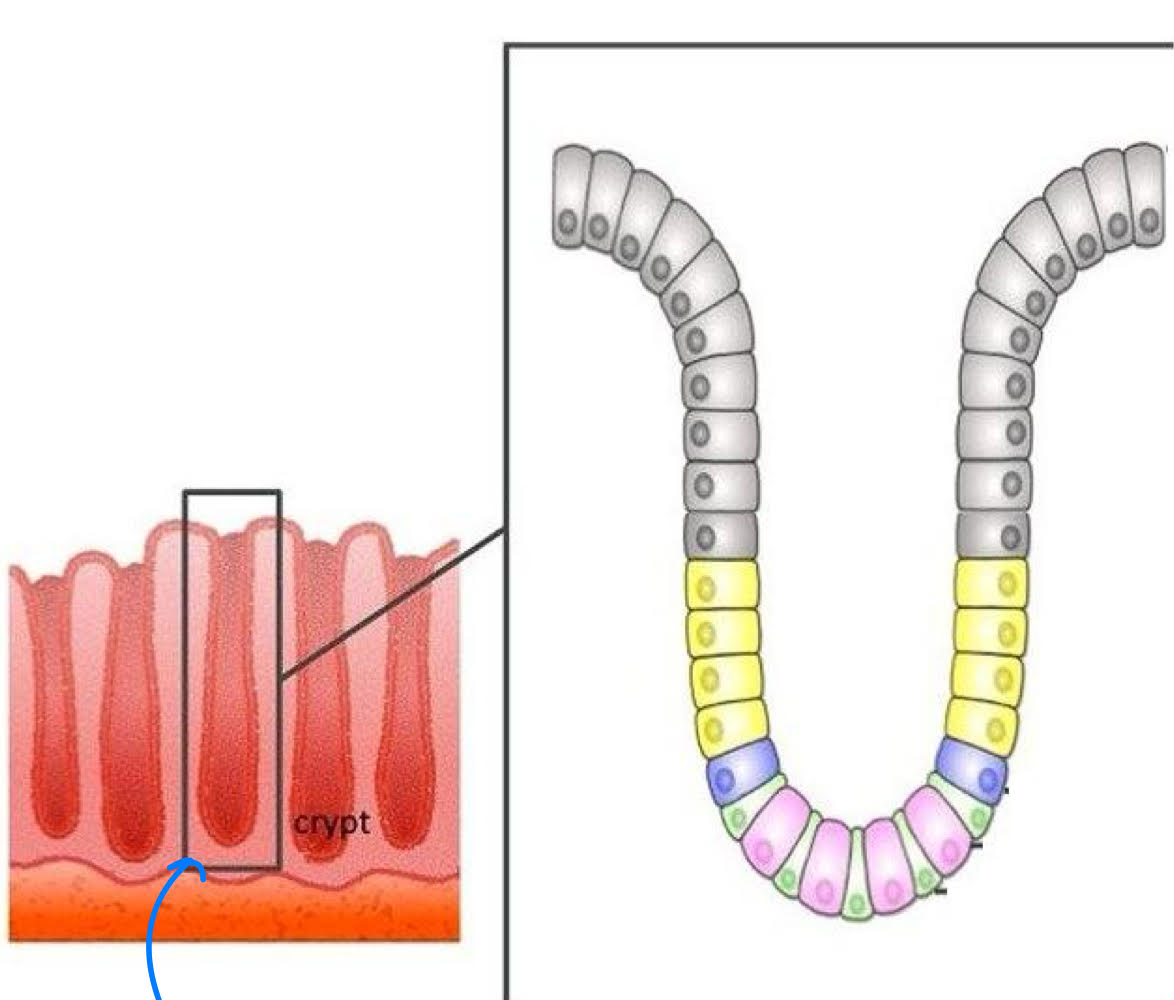 <ul><li><p>~25 <span>μm diameter </span></p></li><li><p><span>crypts of LI</span></p></li><li><p><span>starch + mucus </span></p><ul><li><p>Nucleus </p><ul><li><p>endosome= small + centric </p></li><li><p>PC= fine, evenly distributed </p></li></ul></li></ul></li></ul><p></p>