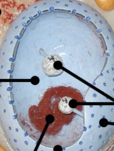 <p>Name the organelle (Animal Cell)</p>