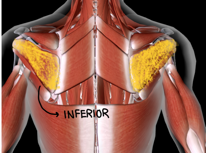 <p>Function: ROTATE ARM IN ALL DIRECTIONS at shoulder</p><ul><li><p><strong>NEXT to the RHOMBOID MAJOR</strong></p></li></ul><p></p>
