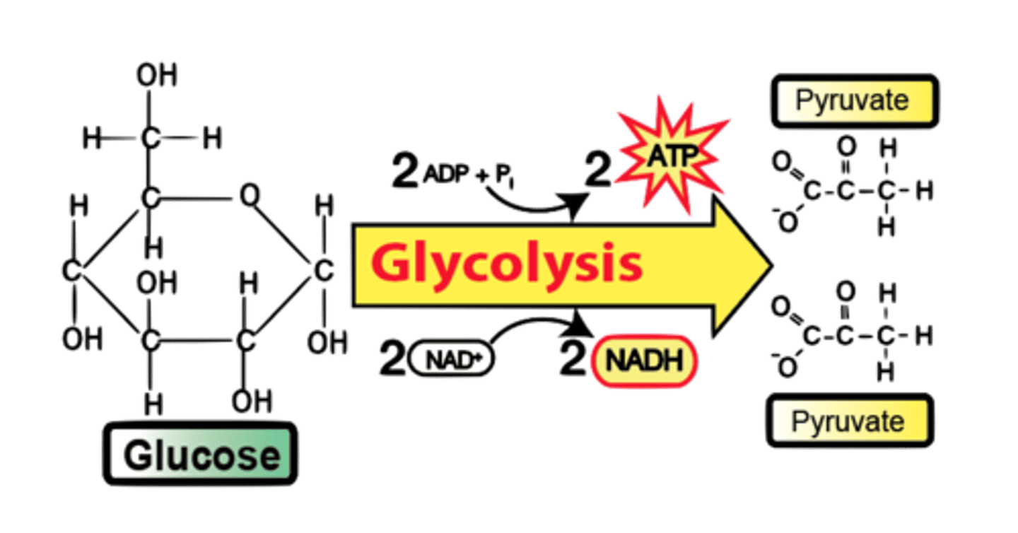 <p>(B) pyruvate</p><p>Glycolysis is the first process involved in cellular respiration. It entails the breakdown of glucose into two molecules of pyruvate.</p><p>Struggling to memorize the metabolic pathways (such as glycolysis and beta-oxidation)? Learn them like the back of your hand using Andrew's Metabolic Pathways Mastery Course @ https://mcatselfprep.com/course/andrews-metabolic-pathways-mastery-course/</p>