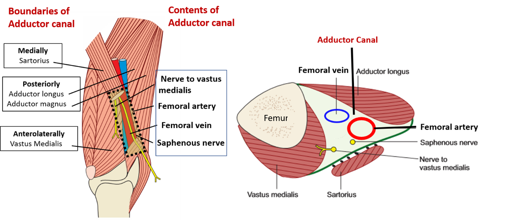 <p>Name the <strong>walls</strong> of the <em>adductor canal:</em><br><br><strong>Anteromedial </strong>wall – __________<br><strong>Posterior </strong>wall – _______ <br><strong>Lateral </strong>wall – _________</p>