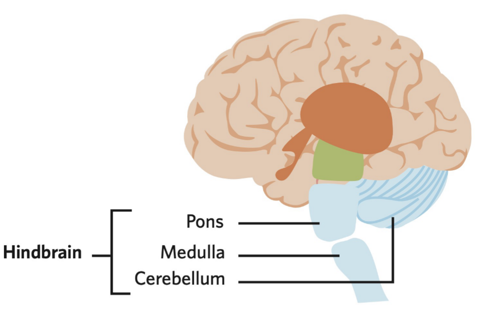a region at the base of the brain, located around and \n including some of the brainstem

* consists of the pons, medulla and cerebellum