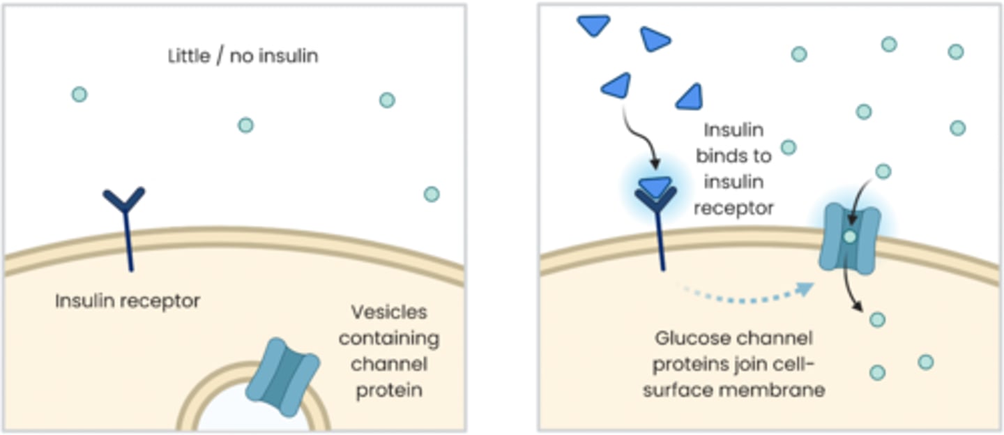 <p>1. beta cells in islets of Langerhans in pancreas detect blood glucose concentration is too high and secrete insulin</p><p>2. insulin binds to specific complementary receptors on cell surface membranes of target cells (liver and muscle cells)</p><p>3. this causes more glucose transport proteins (GLUT4) to be included in the cell surface membrane, increasing permeability to glucose, so more glucose enters via facilitated diffusion</p><p>4. binding of insulin also activates enzymes involved in glycogenesis. This lowers glucose concentration inside cells, creating a concentration gradient so more glucose enters cell by facilitated diffusion from blood.</p><p>5. increases cell's rate of respiration of glucose</p>