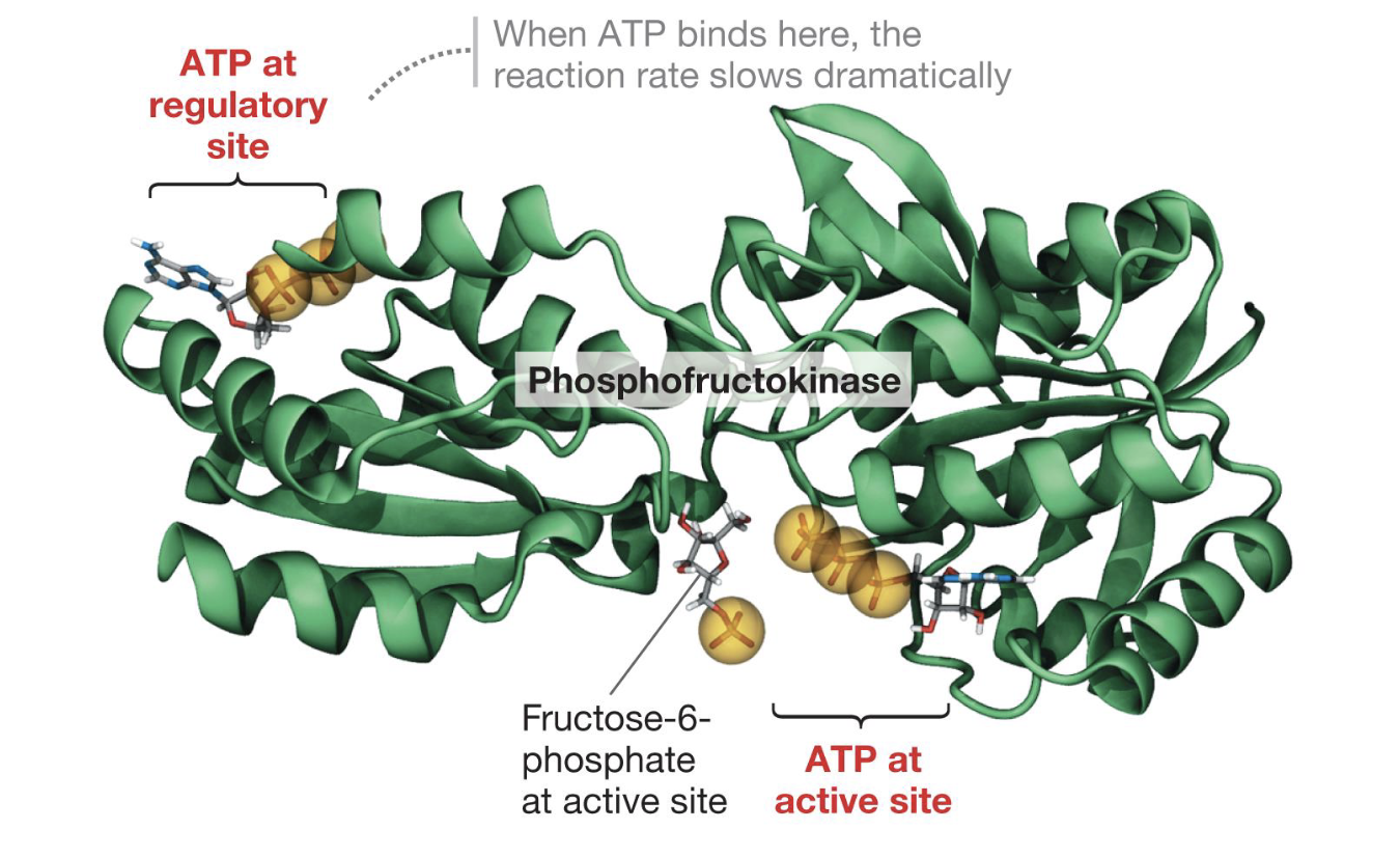 <ul><li><p>Enzyme that phosphorylates something</p></li><li><p>Prepares the glucose for further reactions by adding phosphogroups</p></li><li><p>Has 2 binding sites for ATP</p></li><li><p>When ATP levels are low, phosphofructokinase binds to the active site, and the enzyme catalyzes the third step in glycolysis</p></li><li><p>When ATP levels are high, it binds to a regulatory site and inhibits the enzyme, and the substrates can no longer bind properly to the active site</p></li></ul><p></p>