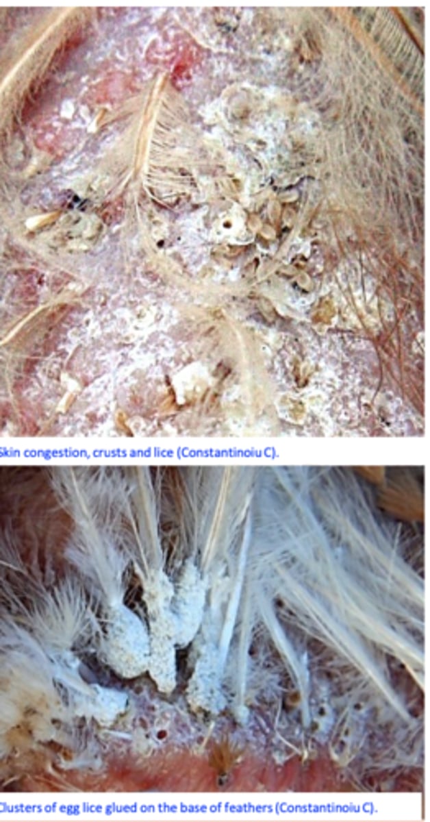 <p>• Clinical signs and history;• Identification of the lice on the skin and feathers and eggs on the feather</p>