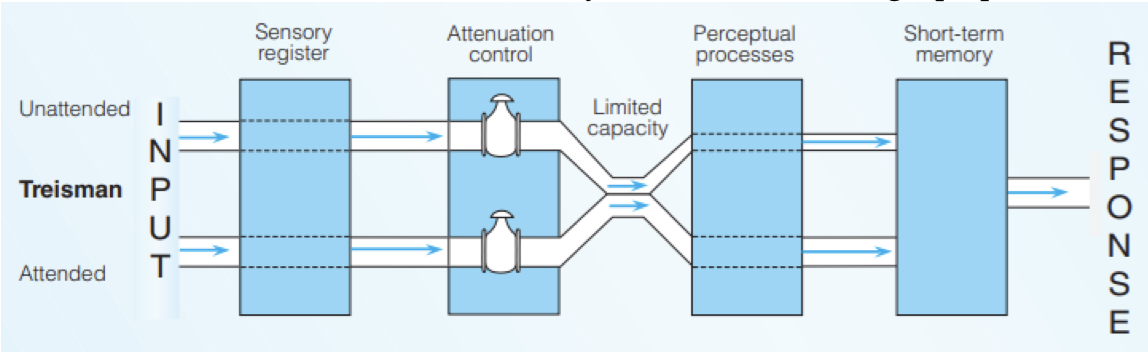 <ul><li><p>some info about unattended signals is analyzed</p></li><li><p>later filtering mechanism weakens strength of stimuli other than target stimulus</p></li><li><p>stimuli reaches us and we analyze at low level for target properties</p></li></ul>