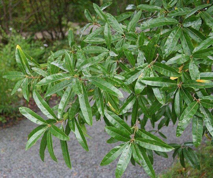 <p>Quercus phellos</p>