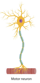 <p>Controls the contraction of muscle or the secretions of a gland </p>