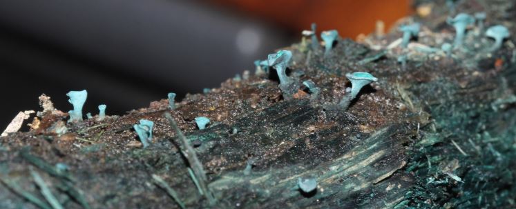 <p>Grönskål (ascomycota)</p>