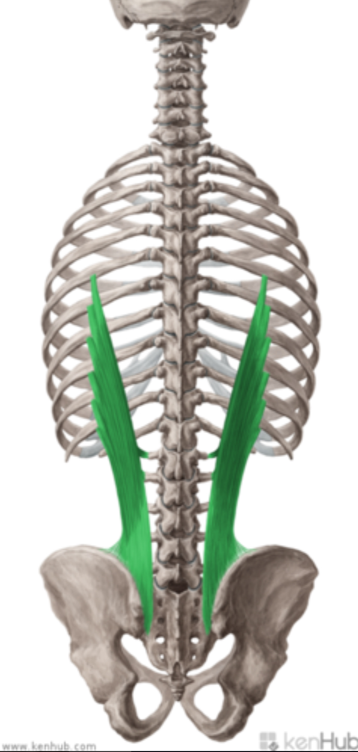 <p>what muscle is this?</p>