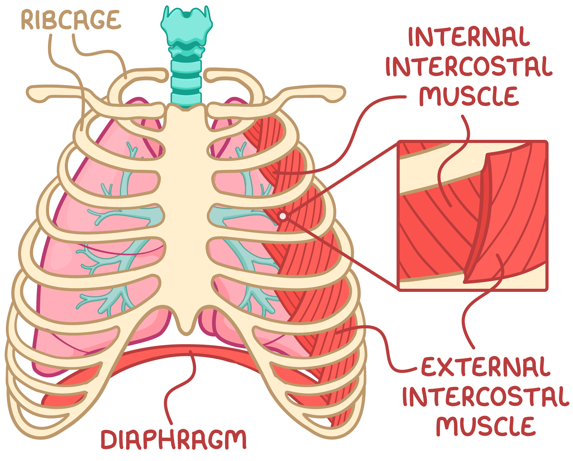 <p>The ribcage is made up of bones called ribs which enclose the thorax and the thoracic cavity, where the lungs are located. There are three different muscles attached to the ribcage which control ventilation- the diaphragm and the internal and external intercostal muscles.</p>