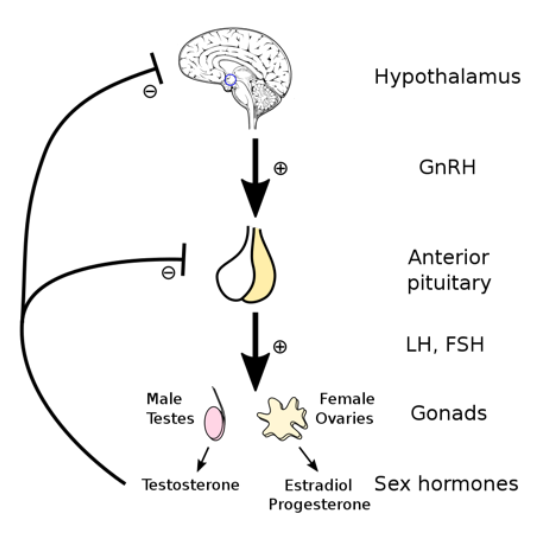 Follicle stimulating hormone (FSH) and lutenizing hormone (LH).
