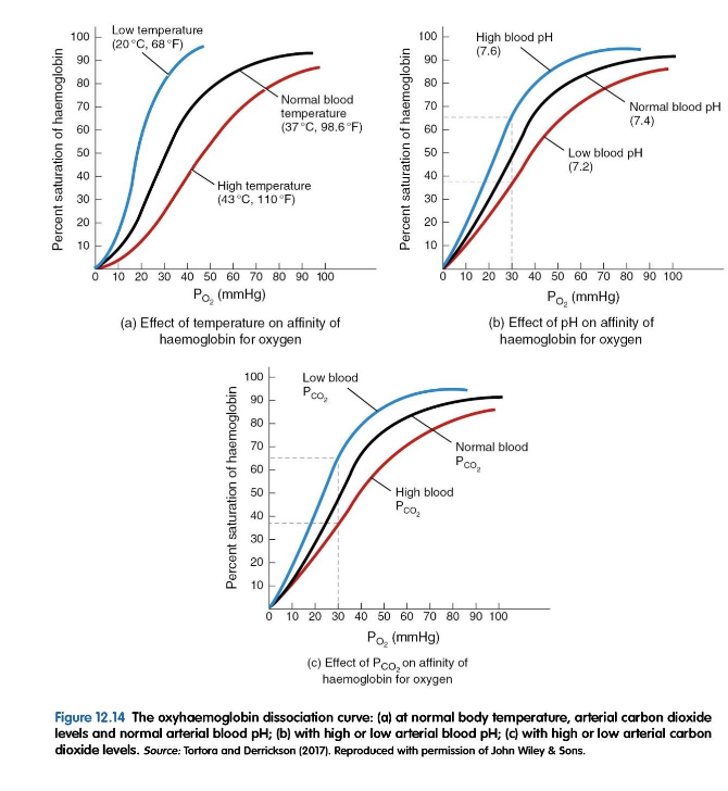 <p>Internal Respiration (Cellular Gas Exchange Graph)</p>