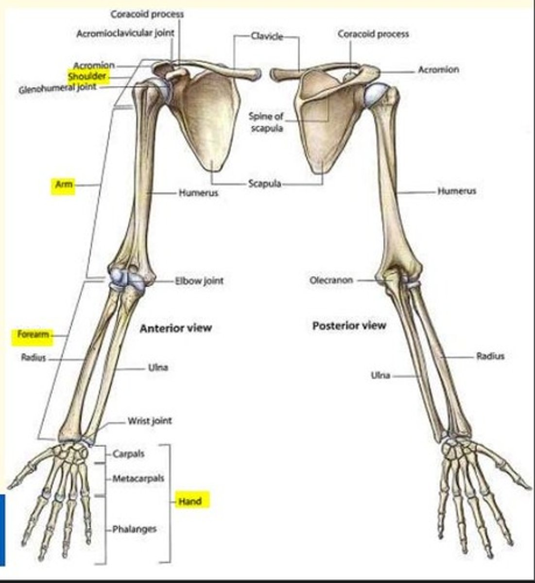 <p>- Shoulder girdle (scapula & clavicle)</p><p>- Arm</p><p>- Forearm (radius - lateral & ulna - medial)</p><p>- Hand</p>