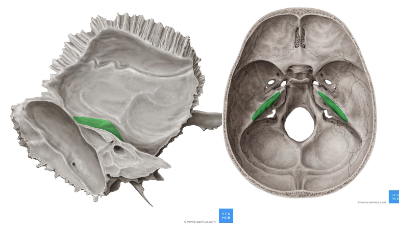 <p><span>posterolateral al foramen lacerum</span></p>