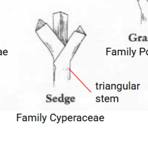 <p>Sedges </p>