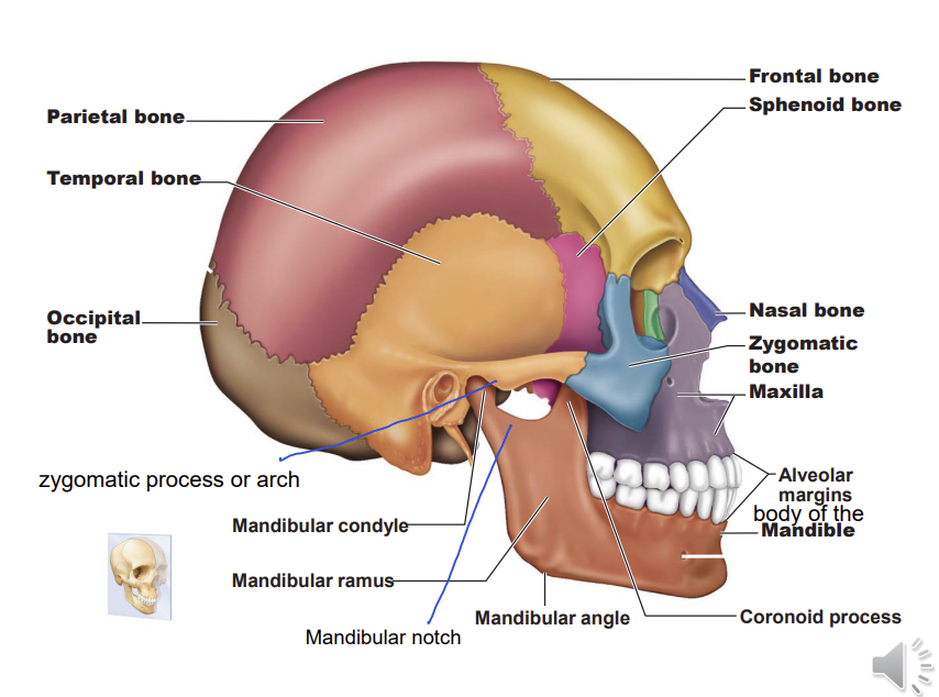 <p>mandibular angle connects the mandibular ramus and body of the mandible</p><p>alveolar margin provides sockets for the teeth - present as long as teeth are present</p><p>maxilla contributes to the lateral aspect of the nose and the upper jaw, floor of the nasal cavity adn floor of the orbital cavity</p><p>temporal bone on the lateral aspect </p><p>zygomatic arch connects the occipital bone to the zygomatic bone</p>