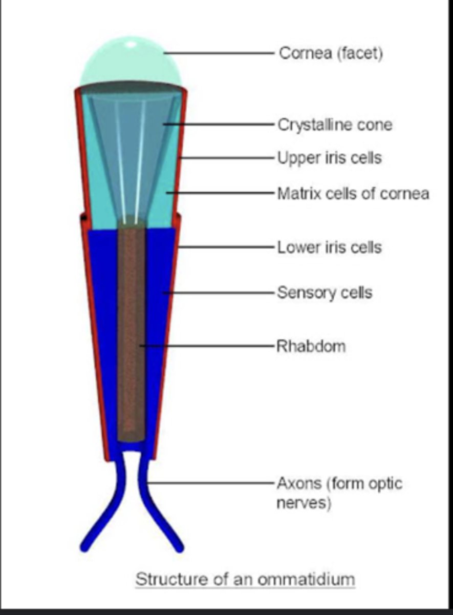 <p>A single visual unit in a compound eye, containing a lens, photoreceptor cells, and pigment cells.</p>