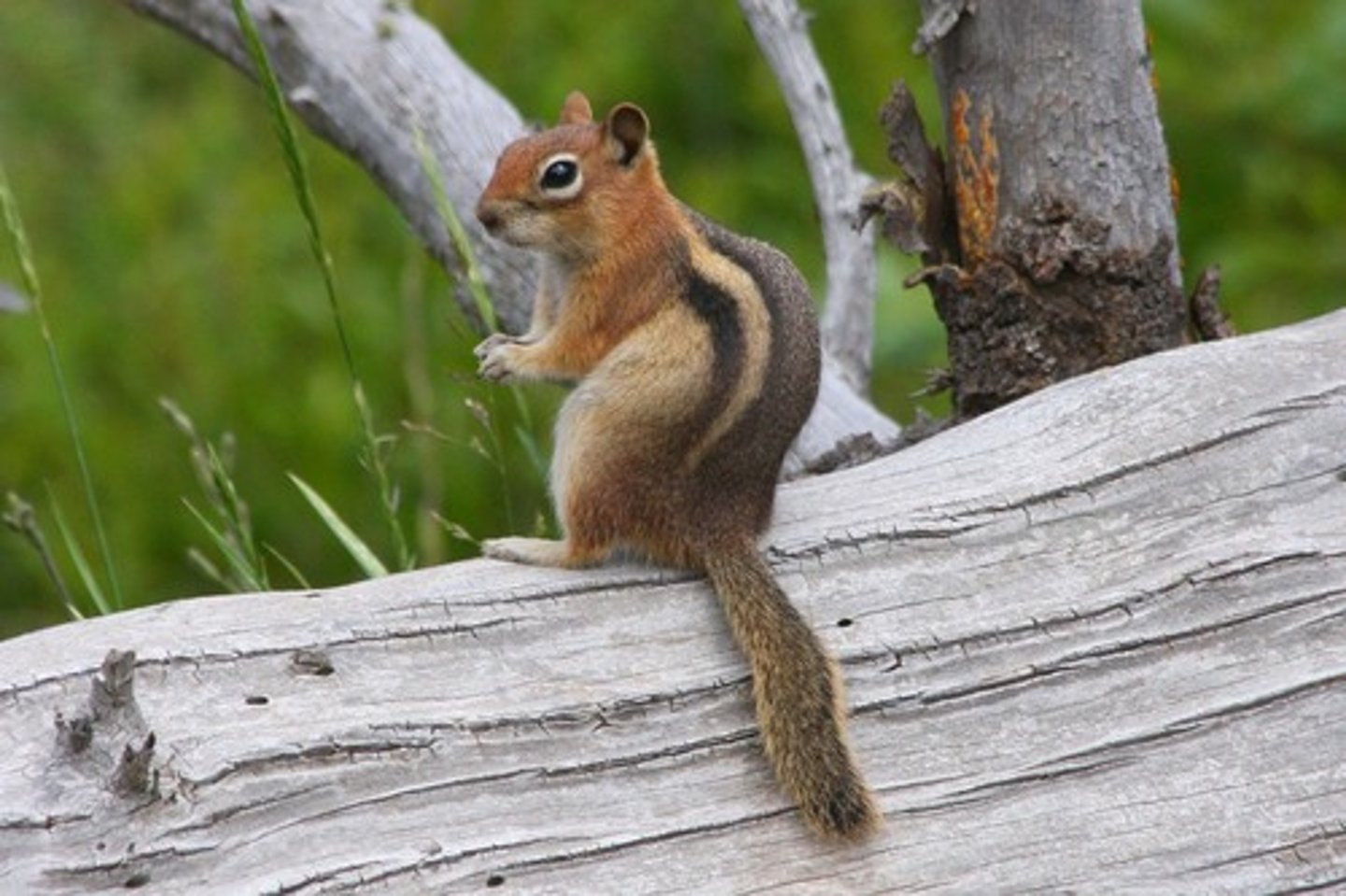 <p>golden-mantled ground squirrel</p>