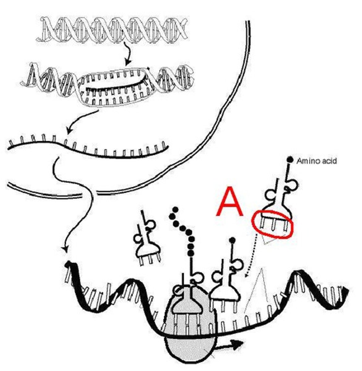 <p>A three base sequence on the tRNA used to recognise and bind to the codon as each amino acid is added</p>