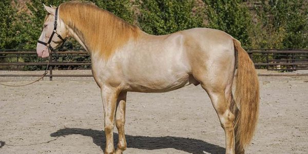 <p>cream body with darker (reddish) mane and tail</p>