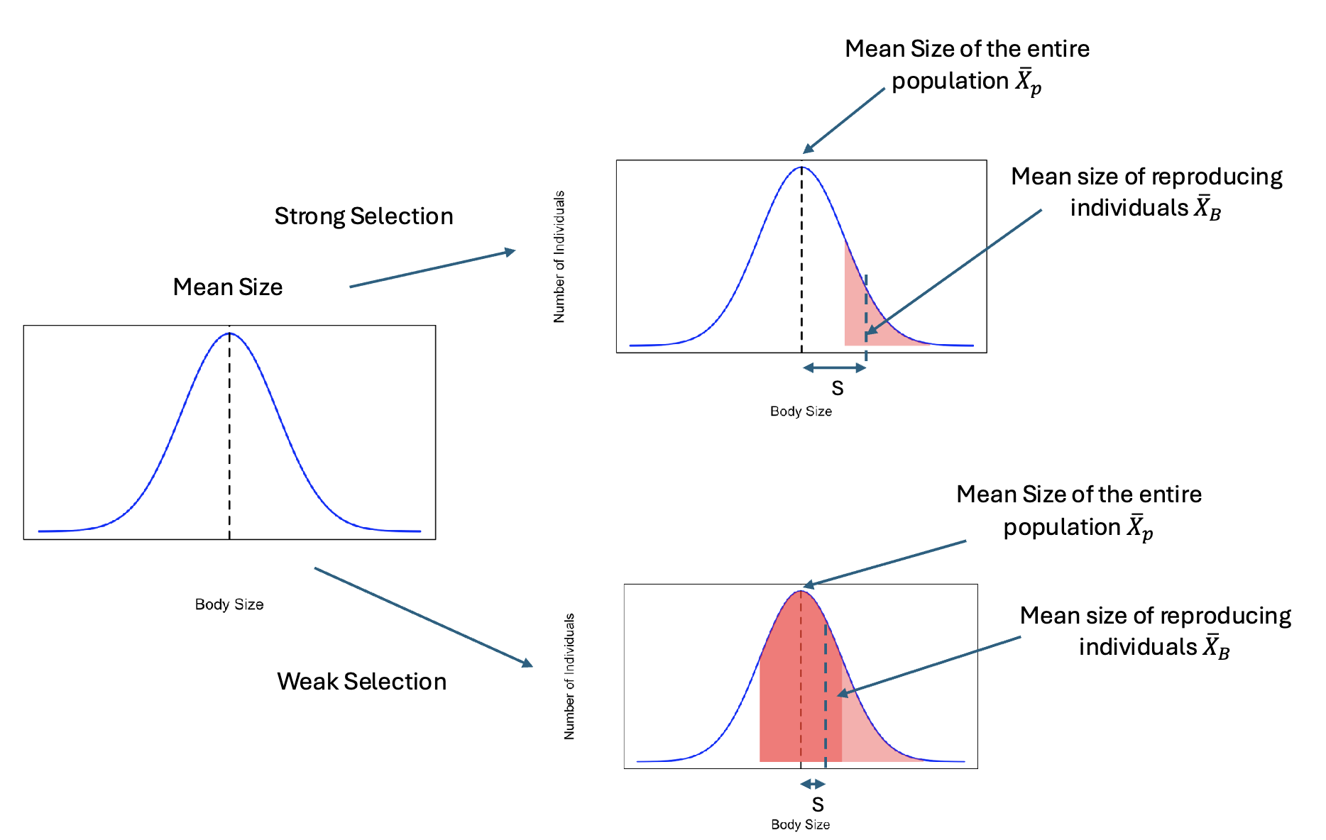 <p>Strength of Selection (S)</p>