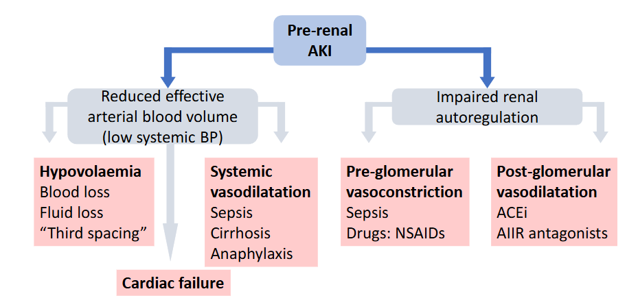 <ul><li><p>volume depletion</p></li><li><p>reduced ECV</p></li><li><p>renal hypoperfusion</p></li><li><p>renal artery stenosis</p></li><li><p>altered renal autoregulation by drugs</p></li></ul><p></p>