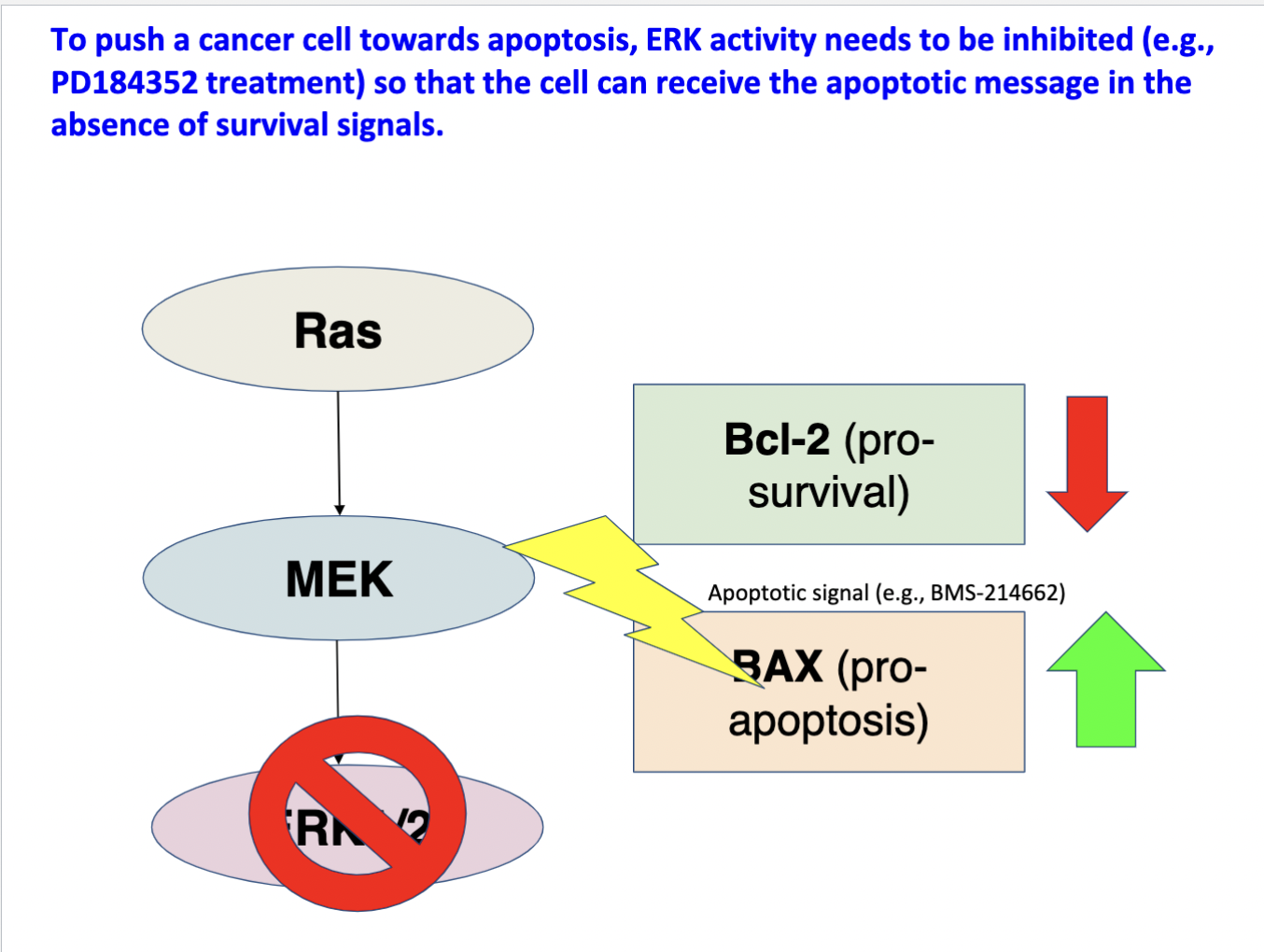 ERK activity needs to be inhibited so that Bcl-2 can be turned off and BAX can be turned on → this is so that the cell can receive the apoptotic message in the absence of survival signals 