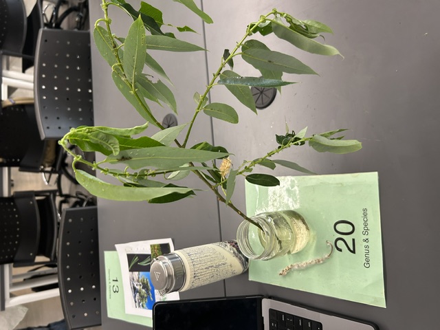 <p>Salix lucida</p>