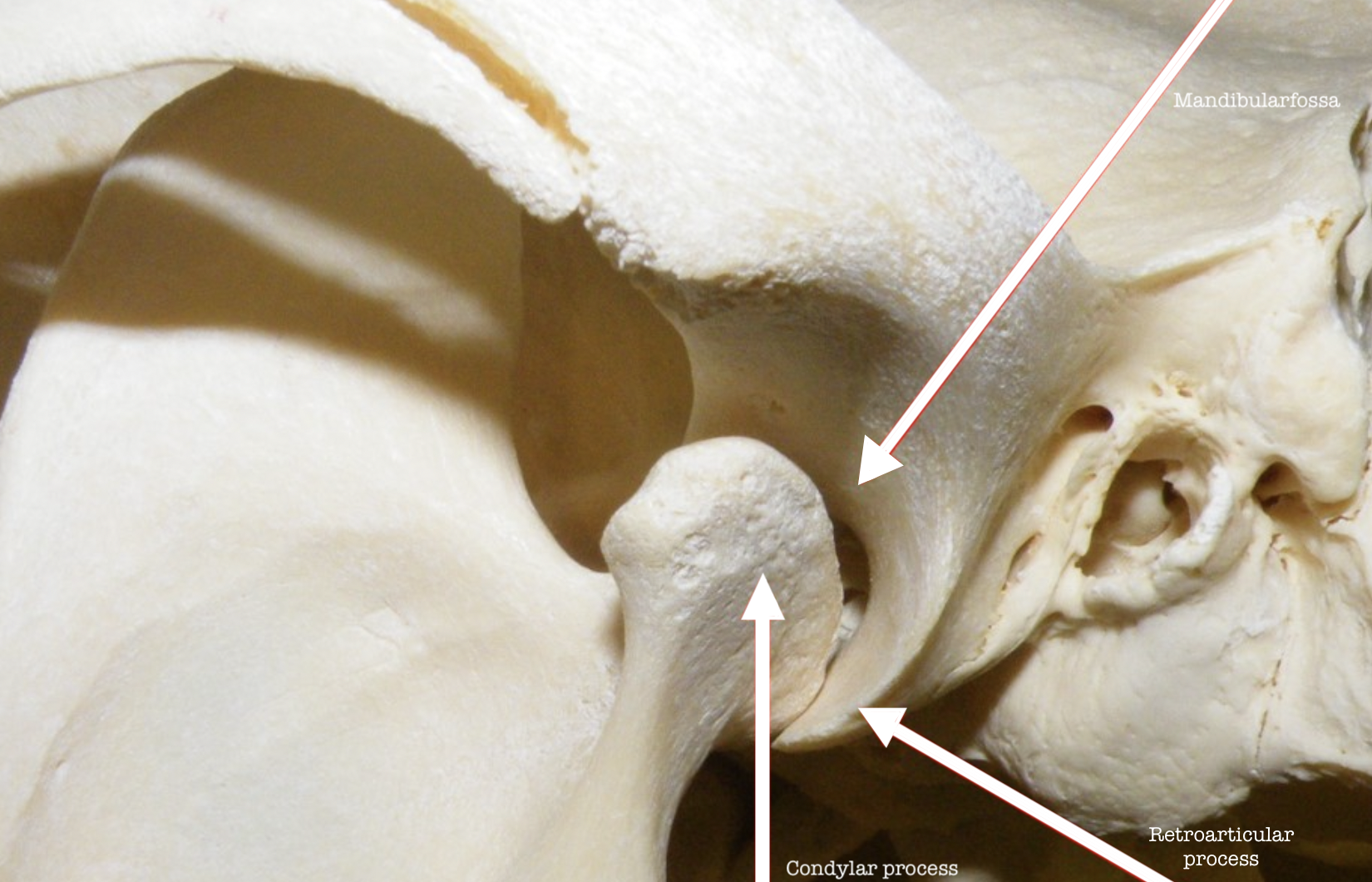 <p>Mandibular fossa</p><p>Condylar process</p><p>Retroarticular process</p>