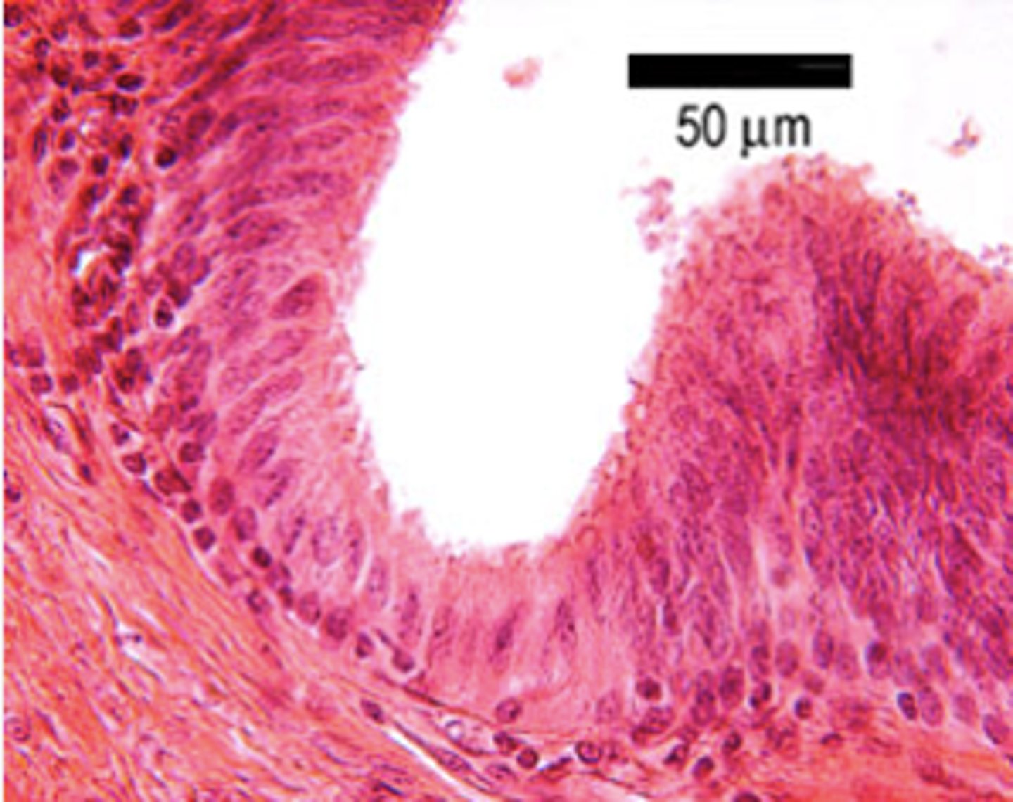 <p>Identify the organ</p>