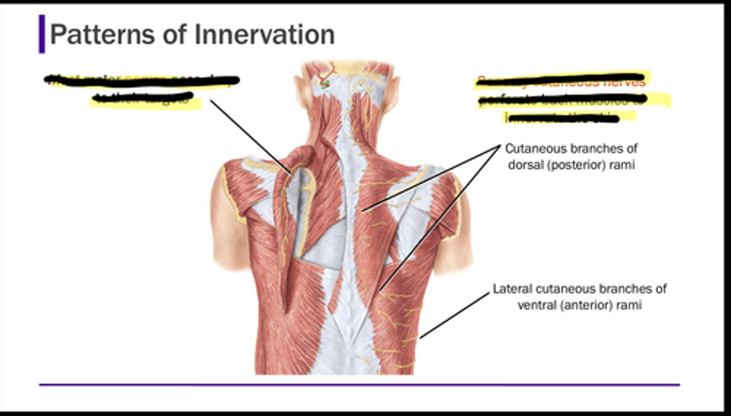 <p>Most motor nerves pass ... to their targets</p>