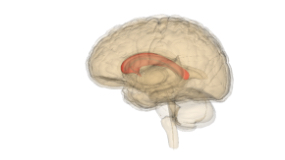 <p>Corpus callosum </p>