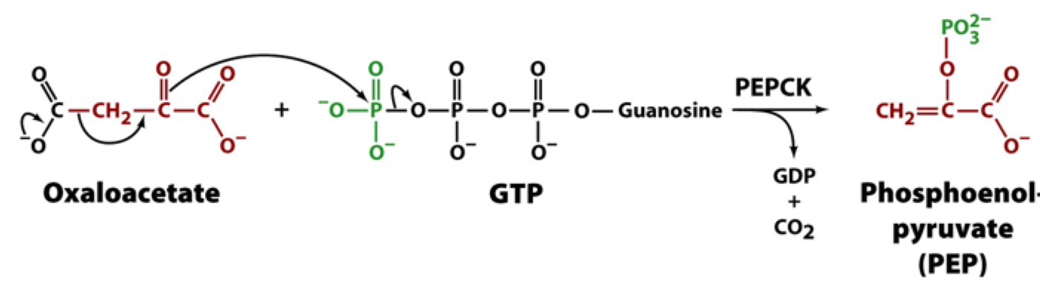the CO2 group integrated into pyruvate to make oxaloacetate is now released via a decarboxylation reaction, creating an enol form of the compound which is a good substate for phosphorylation by GTP. PEP is the product

oxaloacetate is an essential intermediate recognized by PEPCK