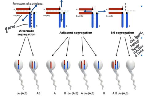 <p>-segregation patterns: follow the centromere separation; after alignment of Robertsonian with each sister acrosomal chromosome there are 3 centromeres that need to separate</p><p>-can lead to the formation of zygotes with trisomy or monosomy</p><p>-Robertsonian translocation carriers: individuals can produce four types of gametes: normal, balanced translocation, and two types of unbalanced gametes (one with an extra chromosome and one missing a chromosome)</p>