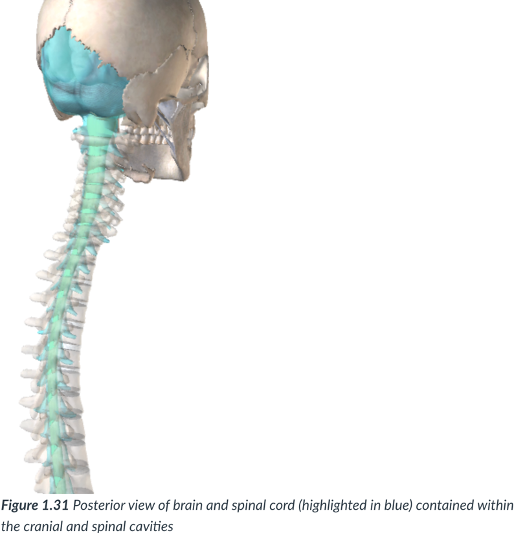 <p>the cranial &amp; spinal/vertebral cavities are ______ with each other</p>