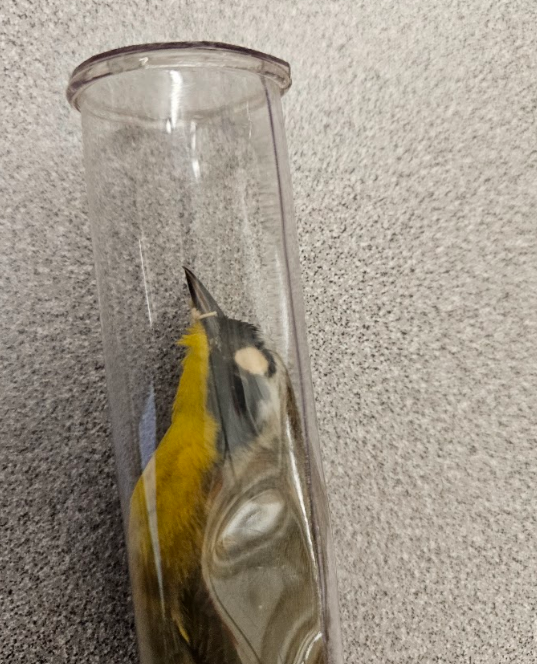 <p>the bill tapers to a sharp point </p>