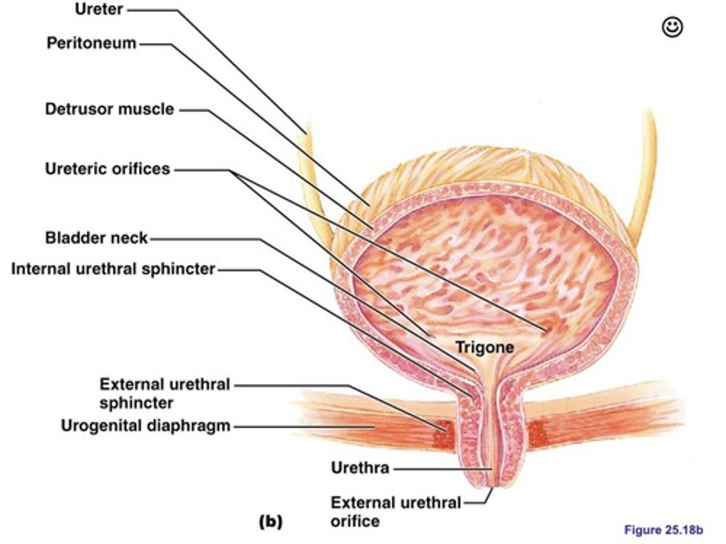 <p>Nephron (glomerulus, Bowman's capsule, proximal tubule, loop of Henle, distal tubule, collecting duct) → Papillary ducts → Renal papilla → Minor calyx → Major calyx → Renal pelvis → Ureter → Bladder (storage) → Internal urethral sphincter → External urethral sphincter → Urethra → External urethral orifice (urine excretion).</p>