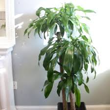 <p><span>Dracaena fragens 'Massangeana' / Corn Plant</span></p>