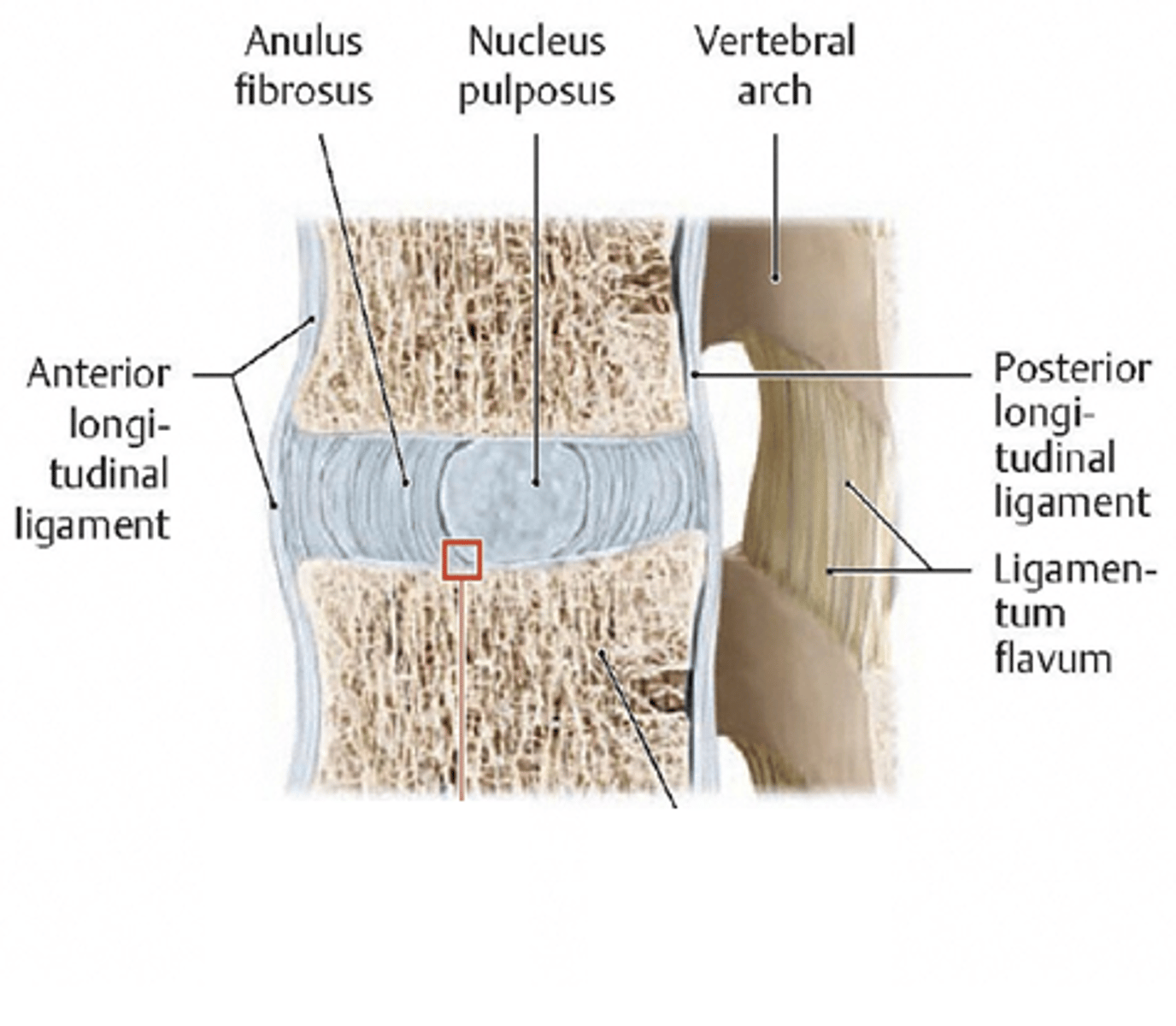 <p>The nucleus pulposus can dehydrate with age </p><p>This leds to a decrease in the height of IV discs </p>