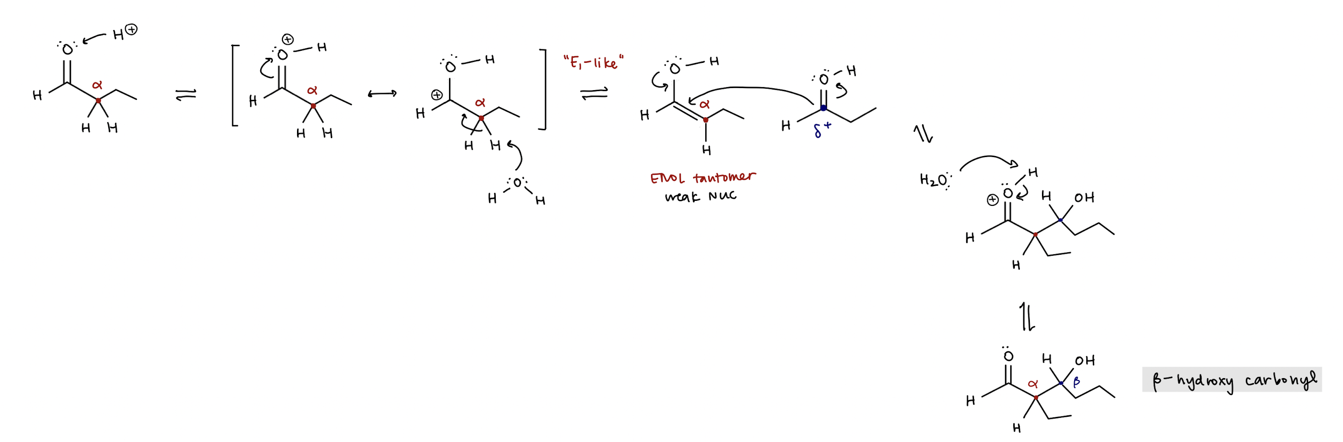 <p>acid (H+) protonates O, α-carbon is deprotonated by water to create alkene that bonds to class A carbonyl at <span>β-carbon</span></p>