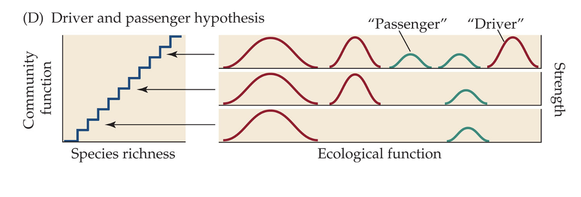 <p>Driver and passenger hypothesis</p>