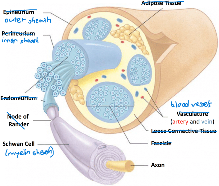 <ul><li><p>most nerves contain nerve fibres of both sensory and motor neurons but some only contain 1 or the other</p></li></ul><p></p>