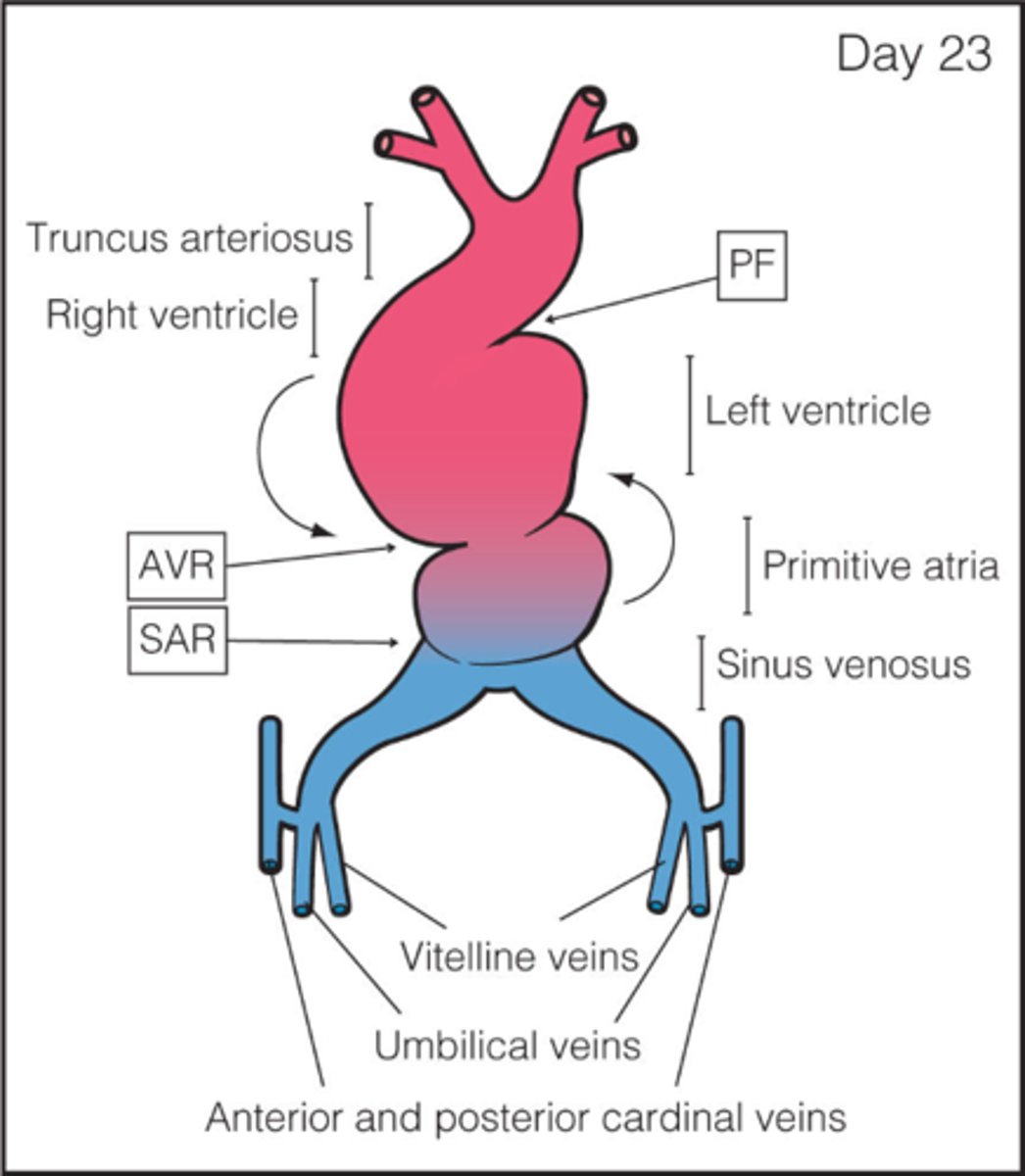 <p>caudal region of the primitive heart</p>