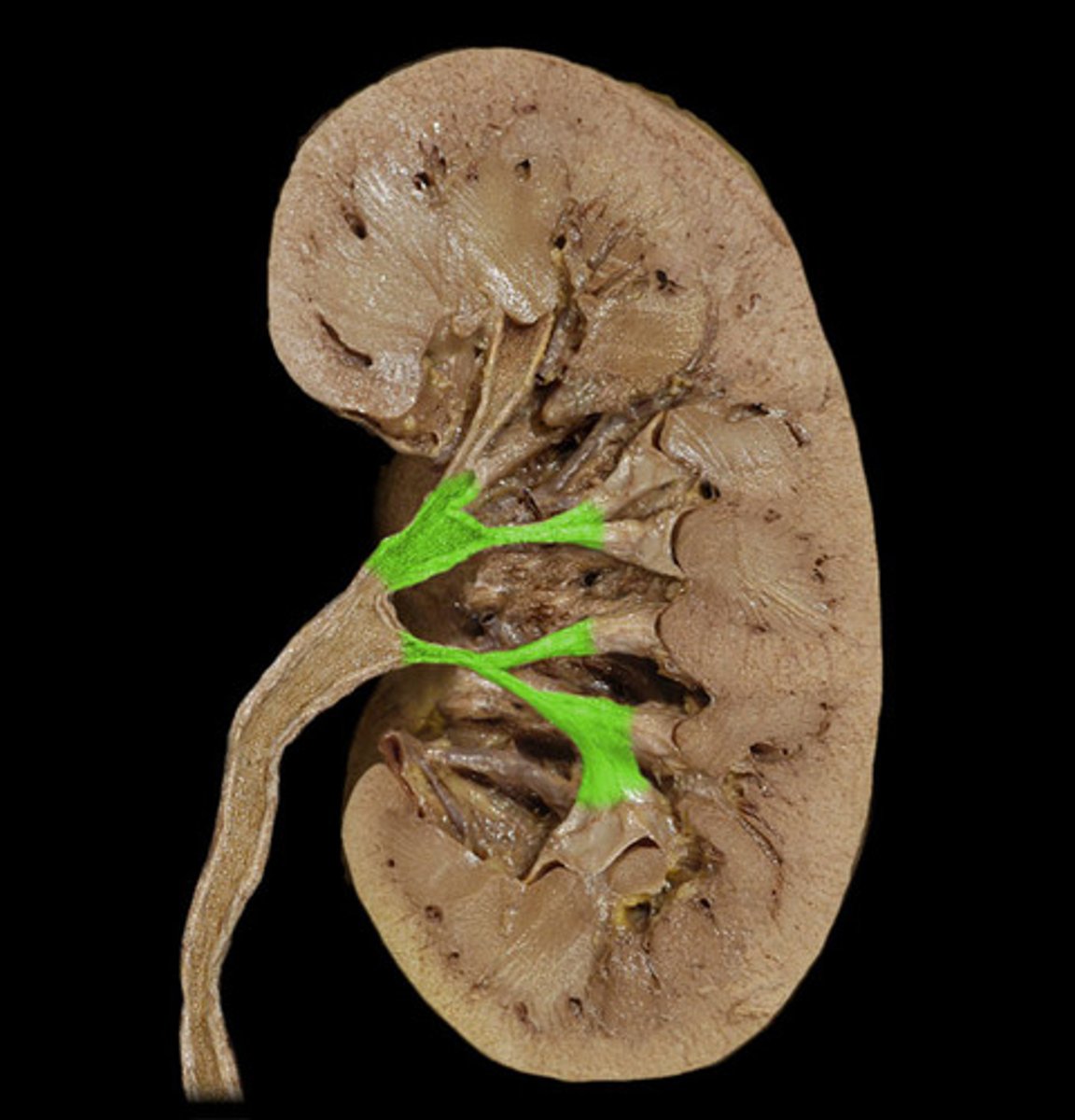 <p>collect urine from the minor calyces and empty it into the renal pelvis</p>