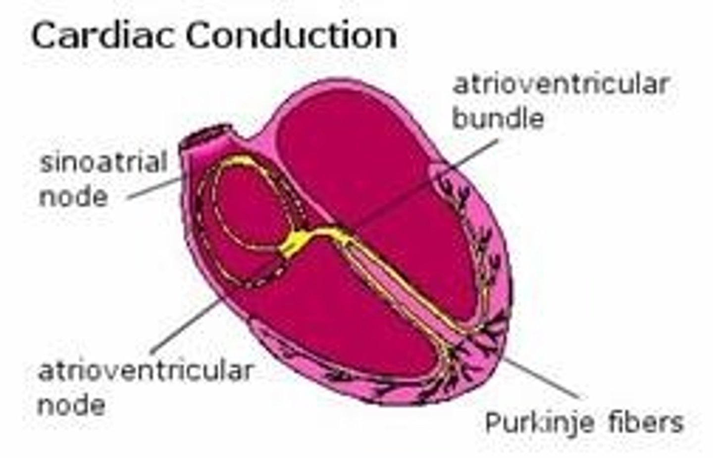 <p>sinoatrial (SA) node- sends impulse to atria</p><p>internodal tract</p><p>atrioventricular (AV) node- delays impulse to ventricles</p><p>bundle of His (AV bundle)</p><p>Purkinje fibers- distributes electrical impulse starting at the apex of the heart and moving upwards to pump upwards</p>
