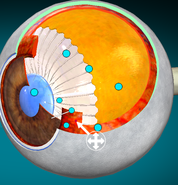 <p>What layer of the eye is this?</p>