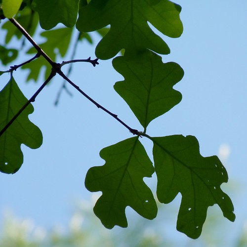 (Quercus alba)