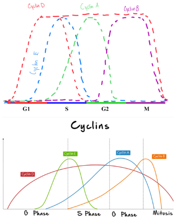 <ul><li><p><span style="background-color: transparent;">cyclins are proteins that are expressed cyclically (meaning they go up and go down)…they <u>can’t</u> go up in a unorganized pattern&nbsp;</span></p></li><li><p><span style="background-color: transparent;">Cyclins by themselves go up and down according to their role in mitosis&nbsp;</span></p></li><li><p><span style="background-color: transparent;">At the <u>beginning </u>and <u>end </u>of the cell cycle we don't have much cyclin D</span></p></li><li><p><span style="background-color: transparent;">Cyclin D is a gas pedal&nbsp;</span></p></li><li><p><span style="background-color: transparent;">This is sequential…meaning it happens in this order&nbsp;</span></p></li><li><p><span style="background-color: transparent;">Cycin D is important for starting the process</span></p></li><li><p><span style="background-color: transparent;">Cyclin E is important for the transition between G1 and S phase</span></p></li><li><p><span style="background-color: transparent;">Cyclin A is important for the transition between S into G2 phase</span></p></li><li><p><span style="background-color: transparent;">Cyclin B is important for the transition between G2 into M phase</span></p></li></ul><ul><li><p><span style="background-color: transparent;">why do we NOT want these check point “on” all the time…because if they were then we would lose our cell regulation&nbsp;</span></p></li><li><p><span style="background-color: transparent;">Cyclin D is present more prominently in G1…in SOME cells cyclin D stays up throughout S, G2 and part of M phase…and in those other phases it spectates the cell and the regulation but it still MUST come down BEFORE the cell fully divides because we DON'T want them on all the time because if they were then we would lose our regulation of the cell (e.g. more cells being made than we need, mutations can occur)</span></p></li><li><p><span style="background-color: transparent;"><u>cyclins </u>on their own don't do much…so they need a partner proteins called <u>cdk </u>(Cyclin Dependent Kinase) [kinase - enzyme that adds phosphate]…to activate the kinase we change the level of their partner (cyclin) [cdk is dependent on the cyclin and won’t do anything if the cyclin isn’t around]&nbsp;</span></p><ul><li><p><span style="background-color: transparent;">kinase makes the engine go&nbsp;</span></p></li></ul></li></ul><p></p>